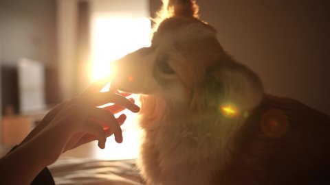 Cute fluffy puppy Corgi playing with model and licking her pianist fingers while warm sun sets over the horizon reflecting in the window behind them