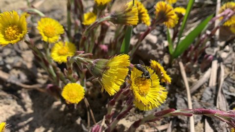 Mining bee pollinates coltsfoot flower.