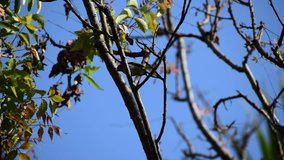 Hidden bird on the dried branches of a tree, little hidden birds dance like behavior on the branches of summer tree in cloudless blue sky background, cute innocent cool bird in the branches of summer 