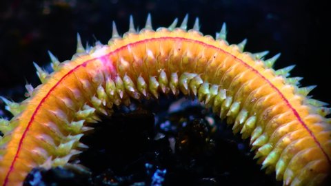 Polychaetes, marine worms NereisThe fauna of the Black Sea