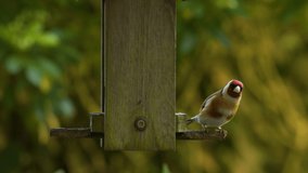 4K video clip of European Goldfinch eating seeds, sunflower hearts, from a wooden bird feeder in a British garden during summer