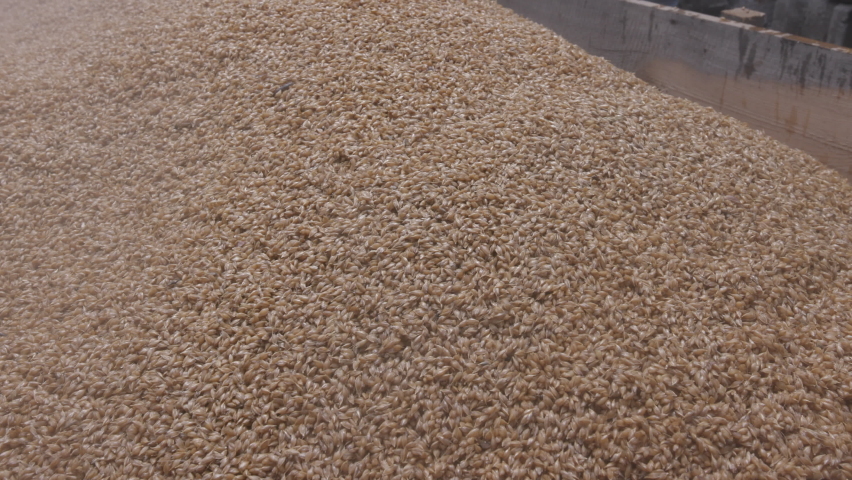 Bulgur is poured into metal container.