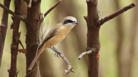 Brown Shrike Birds in nature with brown color Brown shrike in Thailand perched on branch