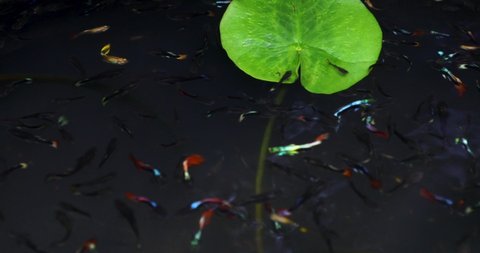 Many guppy fish are swimming in the fish pond.