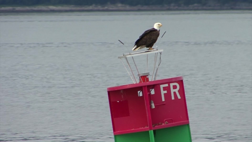 Bold Eagle resting on a navigational buoy in Alaska.