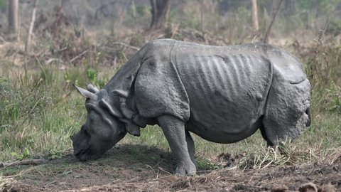 An old one-horned rhino grazing in the grasslands of the Chitwan National Park in Nepal.