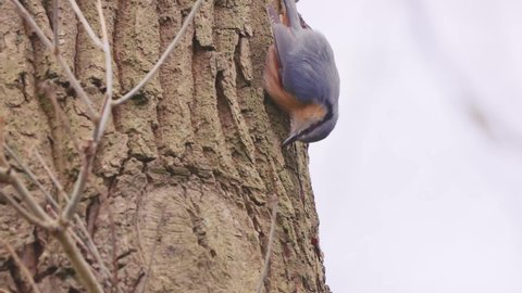Eurasian Nuthatch Looking For Insects On Tree Bark. Slow Motion
