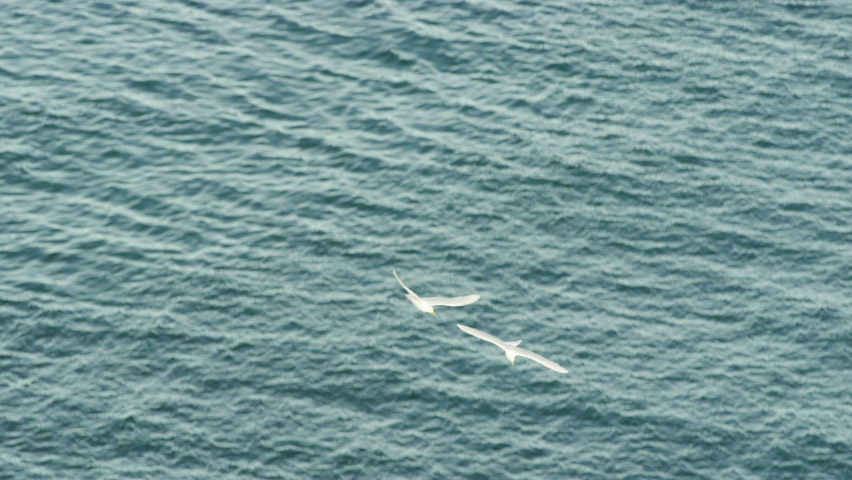 Slow motion down shot of two seagulls flying.