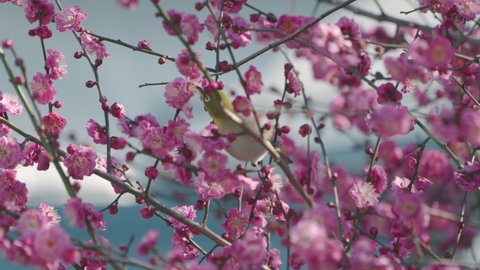 Warbling White-eye Bird On Plum Blossom Tree In Tokyo, Japan - close up