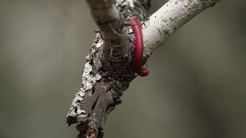 Macro: Stunning segmented Red Millipede explores end of tree branch