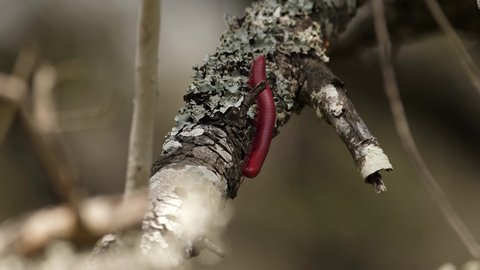 Selective focus macro: Red Millipede crawls along sunny tree branch