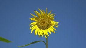4K. Professional Video. Close Up Flower (Sunflower) Macro shot nature flower. Blue sky background.