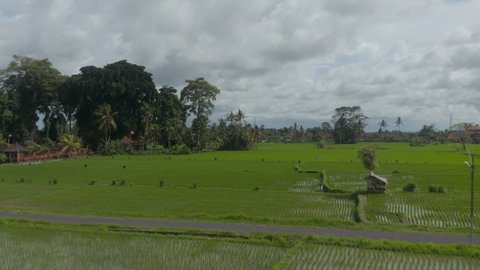 Rising aerial dolly shot of large rice fields with lush green crops on the plantation near residential housing neighborhood in Bali. Straight patterns in the rice field.