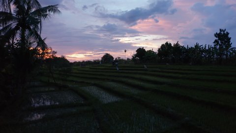 Low flying dolly aerial shot of rice field plantation farms on the hills in Bali at night