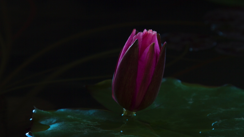 Time lapse of pink lotus water lily flower opening in pond, waterlily blooming Royalty-Free Stock Footage #1071804661
