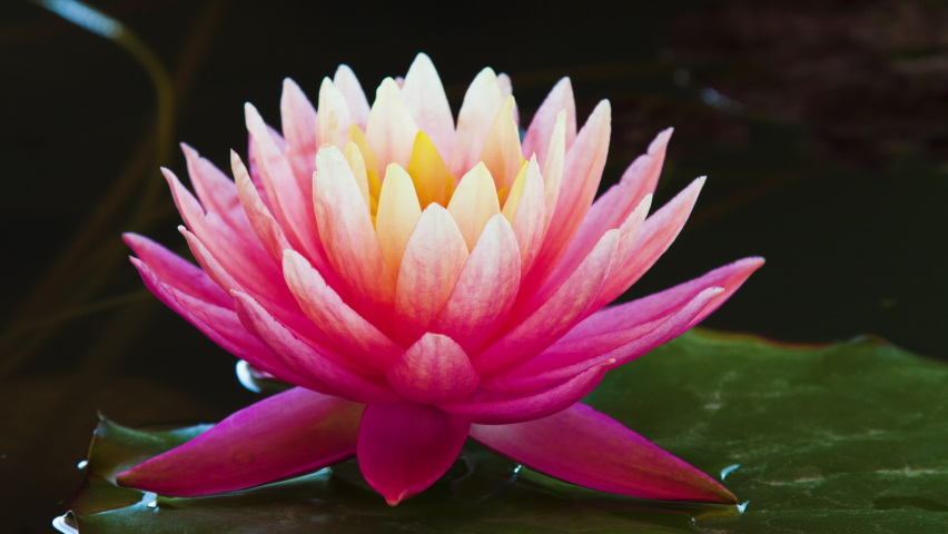 Time lapse of pink lotus water lily flower opening in pond, waterlily blooming
