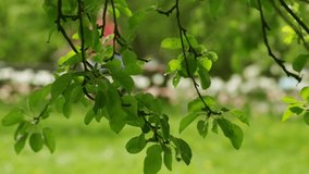 Beautiful Green Leaves in Summer Garden, Apple Tree Branch Nature Video Background