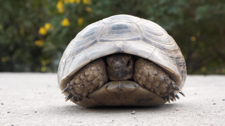 Tortoise in a shell. green turtle on the street hiding in its home. Close-up of turtle green and brown. reptiles with flowers in the background on concrete ground. endangered species  | Shutterstock HD Video #1071809944