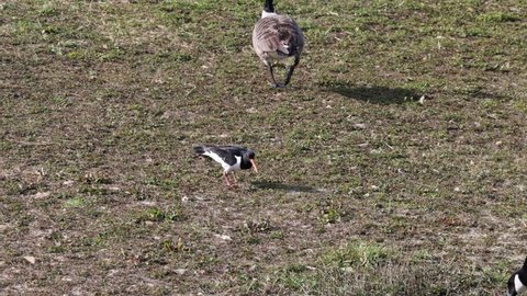 Two Canada Geese feeding alongside an Oystercatcher on grass in the wild on a sunny Spring morning. 