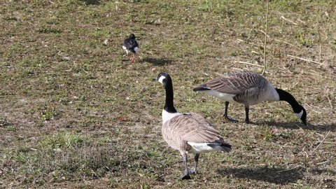 Two Canada Geese feeding alongside an Oystercatcher on grass in the wild on a sunny Spring morning. 