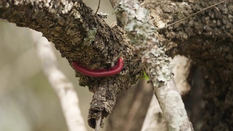 Segmented Red Millipede explores sunny rough bark Africa tree branch