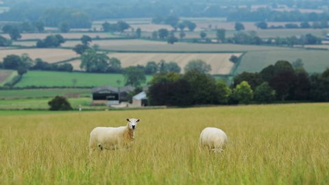 Sheep farming on a farm, with flock of sheep grazing and eating grass in field in the rural countryside of England, Cotswolds landscape view, Gloucestershire, UK
