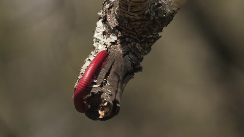 Red Millipede crawls on tree branch: Close macro in beautiful light