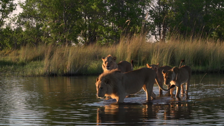 Wide shot of a pride of lions hesitate to cross through the water in the Okavango Delta. Royalty-Free Stock Footage #1071817066