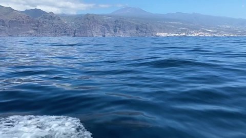 Bottlenose dolphin swimming under the ocean surface at Tenerife Canary islands Spain, Pan right boat follow shot