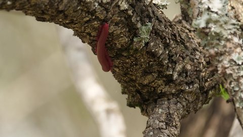 Selective focus closeup: Red Millipede climbs on sunny tree branch