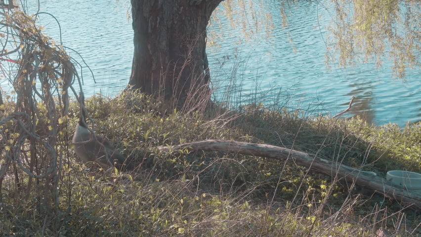 Bigfoot walking by lake outside