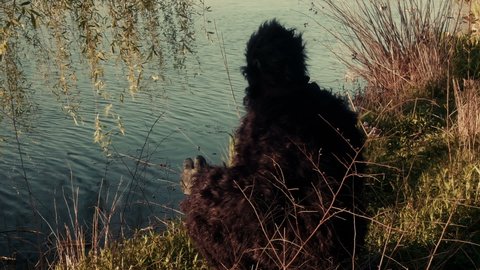 Bigfoot or Sasquatch by a lake outside