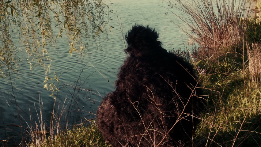 Bigfoot or Sasquatch by a lake outside