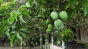 Green unripe mango fruits are hanging on the tree. Green fruit background. Closeup view. 4k video.