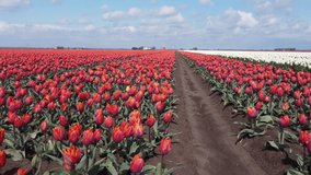 Colourful tulip fields seen from above. This drone video shows this traditional dutch landscape from a unique perspective. 