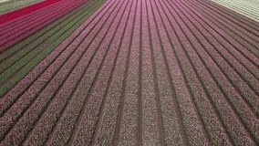 Colourful tulip fields seen from above. This drone video shows this traditional dutch landscape from a unique perspective. 