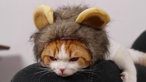 Cute cat close up wearing a lion hat Looking at the camera