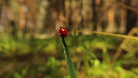 ladybug ascending to the top of the leaf and flying off.
Bright red Ladybird crawling across a vivid green leaf.
Lady Beetles | Bugs and insects, insect beetle.
ladybugs, ladybirds: Coccinellidae