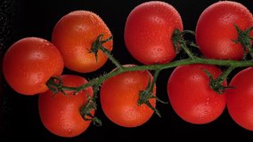tomatoes on a green branch closeup. the frame moves from bottom to top. vertical video. 4K UHD video