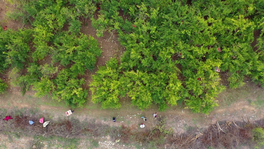 Aerial drone view of workers in a field harvesting crop.