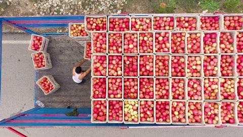 Top view of farm workers loading boxes with pomegranates.