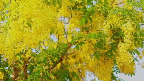 Golden shower tree (Cassia fistula) is Blooming on tree with Blue sky and Sunlight.