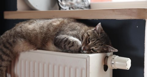 Domestic cat lies on on the radiator . The pet warms itself on a warm battery in the winter