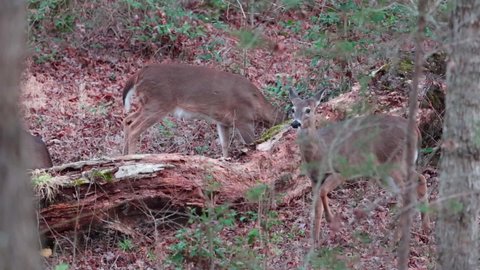 White-tailed deers foraging in forest