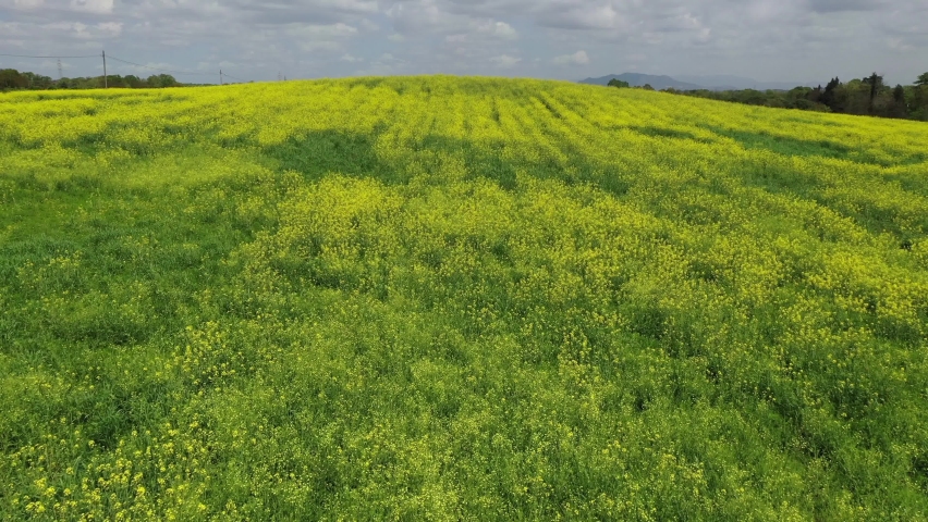 Flowery meadow with yellow spring flowers.Aerial shot with drone under the trees