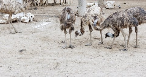 Ostrich walking foraging in the zoo. 