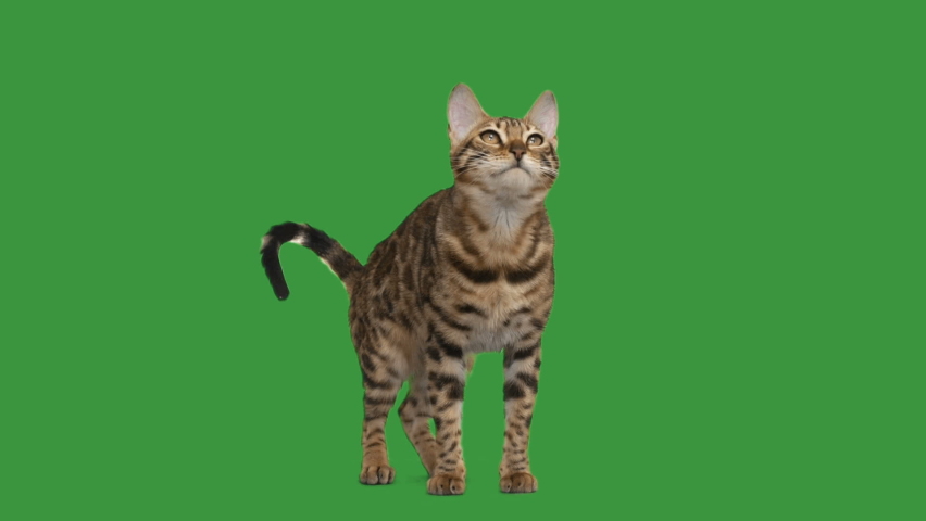 cat looks and licks its lips on green screen
