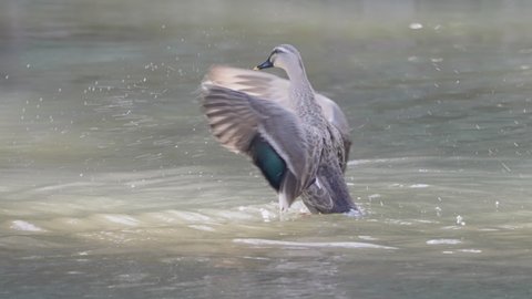 A slow-motion shot of an Eastern Spot-billed Ducks flapping wings and shaking off water in a pond in Tokyo, Japan. : vidéo de stock
