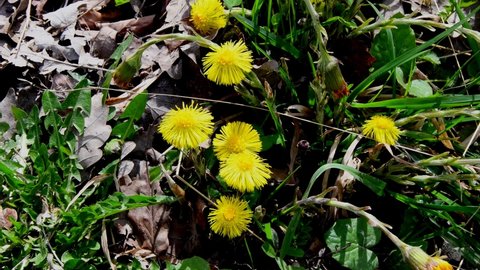 Coltsfoot, medicinal herb, flower in spring in Germany