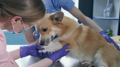 Veterinarian team examines the paws of a sick Corgi dog